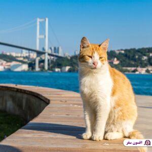 istanbul city of cats